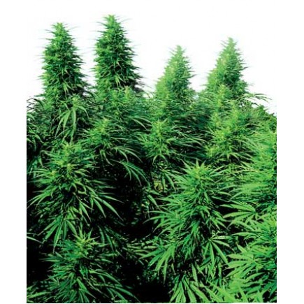 Rudelaris Skunk
